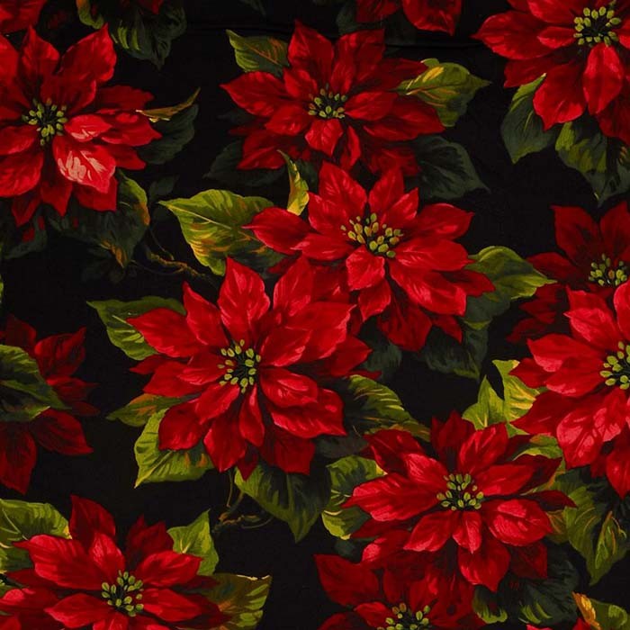 Poinsettia