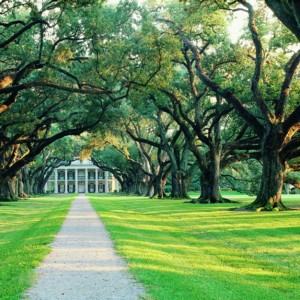 Looking at the house down the road through the canopy of live oaks