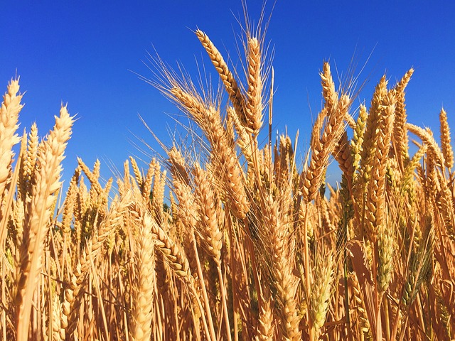 wheat growing in a field