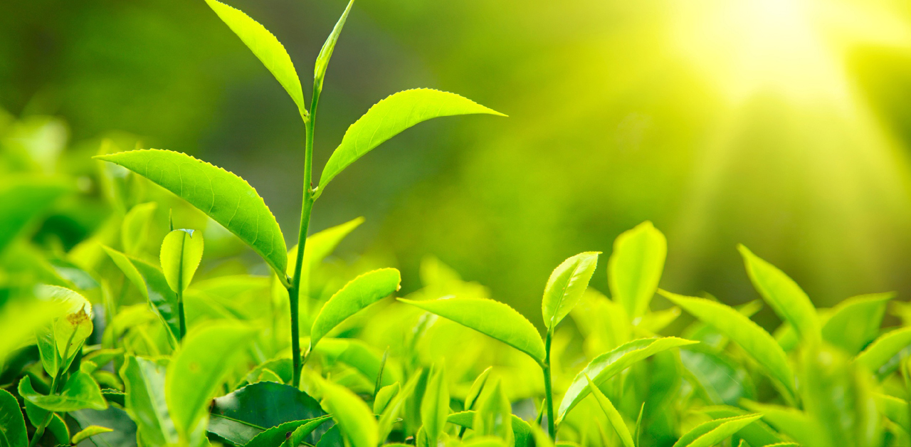 leaf tea growing in sun-drenched field