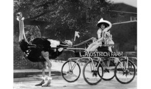 ostrich cart entry in Tournament of Roses parade